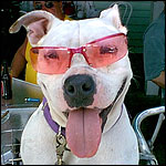 Cool terrier